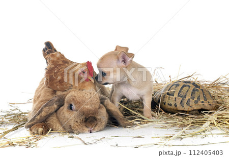 rabbit, puppy, turtle and chicken rabbit, puppy, turtle and chicken 112405403