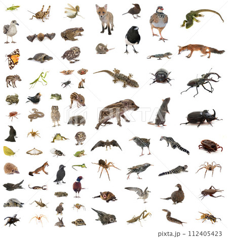 european wildlife in studio 112405423