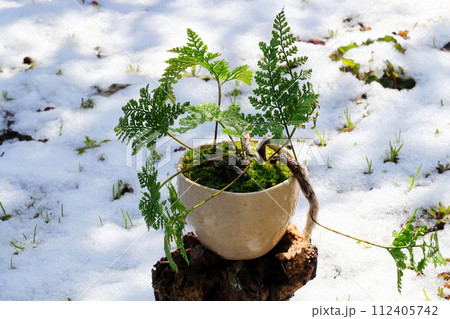 雪の原っぱに石化シノブの鉢植え盆栽 雪の原っぱに石化シノブの鉢植え盆栽 112405742