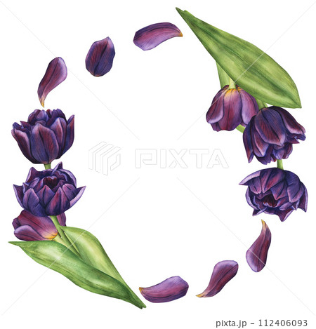 Frame with Violet Tulips and Flower Petals. Spring Bouquet of Purple Flowers Watercolor Illustration. Floral Clip Art for invitation, greeting card and design 112406093