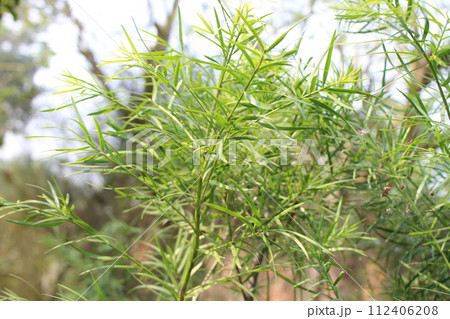 close-up of Afrocarpus gracilior young leaves close-up of Afrocarpus gracilior young leaves 112406208