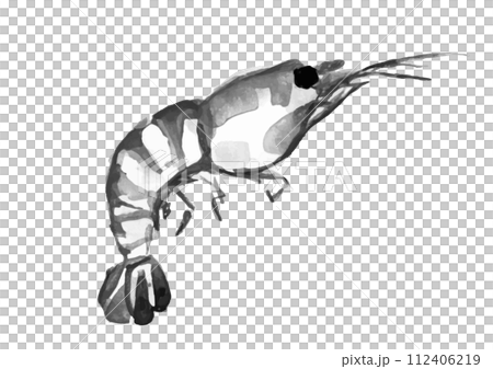 エビが跳ねている和風手描きイラスト 112406219