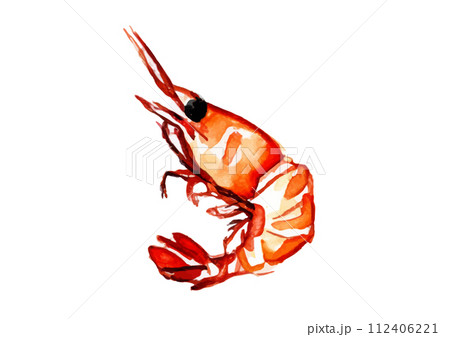 エビが跳ねている和風手描きイラスト 112406221