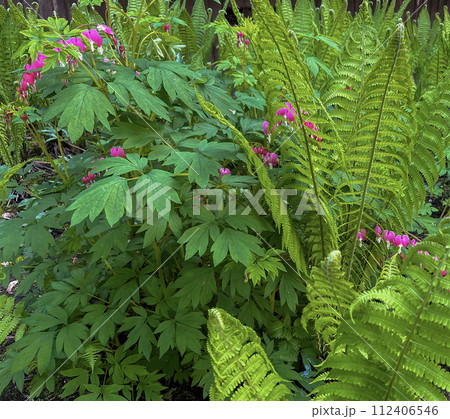 on a flower bed in the city, a dicenter flower bloomed 112406546