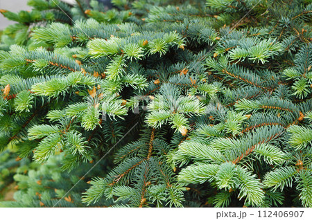 Pine seasonal banner in sunny day spring and summer in the morning. forest. Walking, tourism, Pine seasonal banner in sunny day spring and summer in the morning. forest. Walking, tourism, 112406907