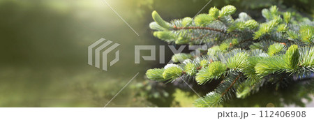 Pine seasonal banner in sunny day spring and summer in the morning. forest. Walking, tourism, 112406908