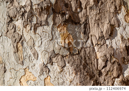 Bark of a tree in a sunlight, Lednice, Czechia Bark of a tree in a sunlight, Lednice, Czechia 112406974