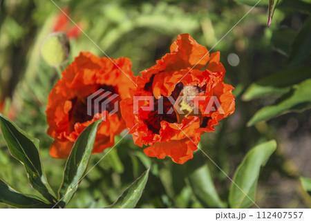 Top view for scarlet poppies on sunny day 112407557
