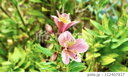 公園に咲くピンクのアルストロメリア 112407817