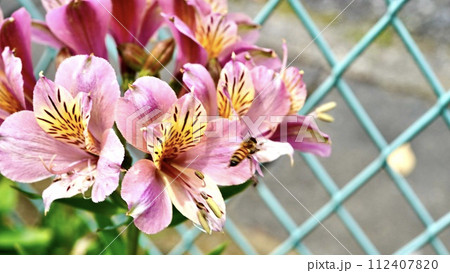 公園に咲くピンクのアルストロメリア 112407820