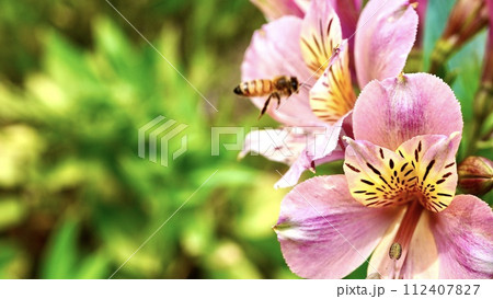 公園に咲くピンクのアルストロメリア 公園に咲くピンクのアルストロメリア 112407827