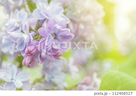 Spring lilac flowers, spring garden.  blooming spring flowers. Spring background 112408527