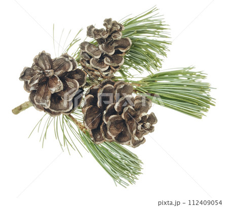 Christmas tree and pine cone, fir. Evergreen plant, pine branch. isolated . Winter nature 112409054