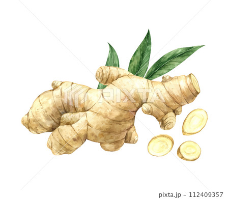 Watercolor drawing of juicy ginger with slices and green leaves. Illustration hand drawn on isolated background, suitable for menu design, packaging, poster, website, textile, invitation, brochure. Watercolor drawing of juicy ginger with slices and green leaves. Illustration hand drawn on isolated background, suitable for menu design, packaging, poster, website, textile, invitation, brochure. 112409357