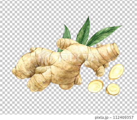 Watercolor drawing of juicy ginger with slices and green leaves. Illustration hand drawn on isolated background, suitable for menu design, packaging, poster, website, textile, invitation, brochure. 112409357