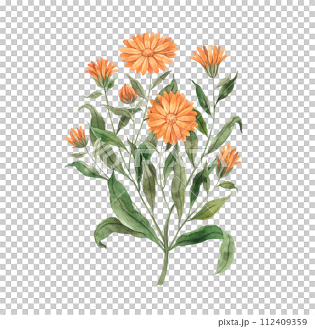 Watercolor orange calendula flower. Illustration hand drawn on isolated background, suitable for menu design, packaging, poster, website, textile, invitation, brochure, textile 112409359