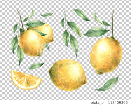 Watercolor set with juicy ripe lemons and leaves. Illustration is hand drawn, suitable for menu design, packaging, poster, website, textile, invitation, brochure, cards, decor. Watercolor set with juicy ripe lemons and leaves. Illustration is hand drawn, suitable for menu design, packaging, poster, website, textile, invitation, brochure, cards, decor. 112409366