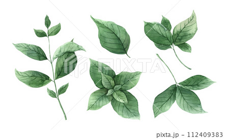 Watercolor set of fresh bunches and mint leaves. Hand drawn illustration on isolated background, suitable for menu design, packaging, poster, website, textile, invitation, brochure, textile, sticker. 112409383