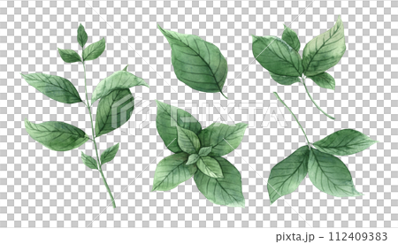 Watercolor set of fresh bunches and mint leaves. Hand drawn illustration on isolated background, suitable for menu design, packaging, poster, website, textile, invitation, brochure, textile, sticker. 112409383