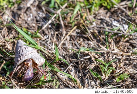 Hermit crab in vegetation at Dry Tortugas National Park  112409600