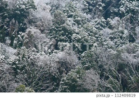 雪化粧された森の背景素材 112409819