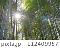 太陽の光が差し込む竹林 112409957