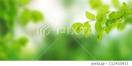 leaves on a tree branch. green spring leaves. close-up, green leaves in the rays of the spring sun. 112410411