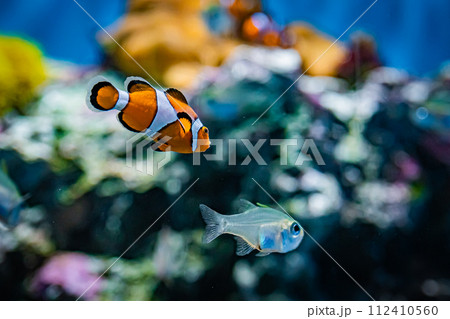 茨城県の水族館 茨城県の水族館 112410560
