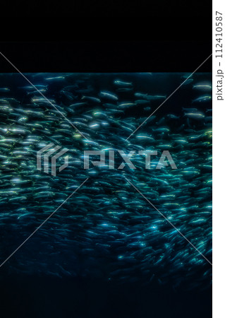茨城県の水族館 茨城県の水族館 112410587