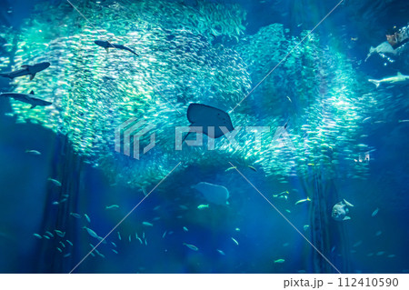 茨城県の水族館 茨城県の水族館 112410590