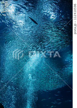 茨城県の水族館 112410596