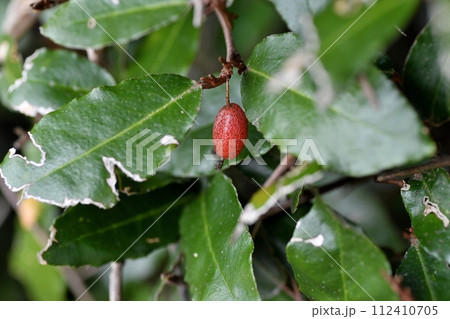 ナワシログミの実 112410705