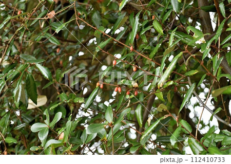 ナワシログミの実 112410733