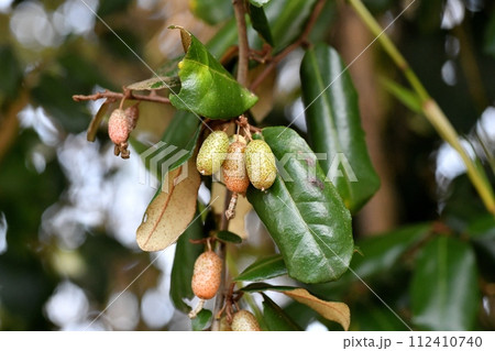 ナワシログミの実 ナワシログミの実 112410740