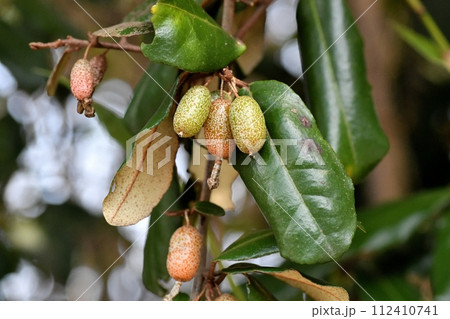 ナワシログミの実 ナワシログミの実 112410741