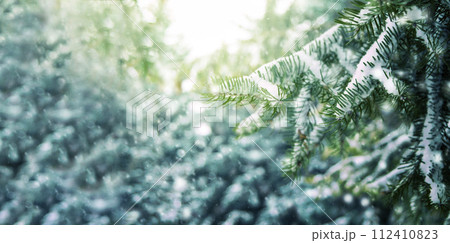 Snowstorm in the forest. Snow-covered branches of Christmas trees in the rays of the sun. 112410823