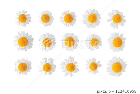 Chamomile flowers set isolated on white 112410959