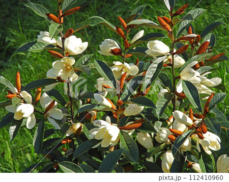 Magnolia laevifolia flowering plant covered with abundance of white flowers and buds. 112410960