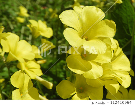 Oxalis pes-caprae or African wood-sorrel or Cape sorrel bright yellow flowers closeup. 112410964