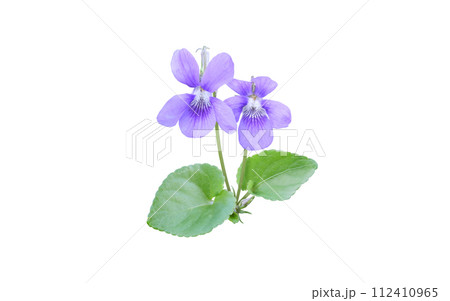 Viola or violet flowers and leaves isolated on white 112410965