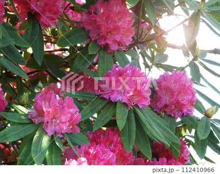 Abundance of bright pink rhododendron ponticum flowers in the sunny garden. Abundance of bright pink rhododendron ponticum flowers in the sunny garden. 112410966