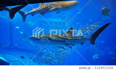 沖縄美ら海水族館のジンベエザメ 112411120