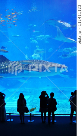沖縄美ら海水族館のジンベエザメ 沖縄美ら海水族館のジンベエザメ 112411123