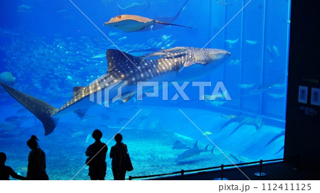 沖縄美ら海水族館のジンベエザメ 112411125