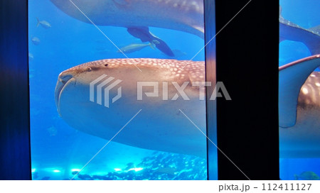 沖縄美ら海水族館のジンベエザメ 112411127