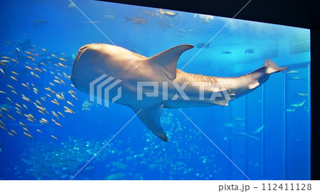 沖縄美ら海水族館のジンベエザメ 沖縄美ら海水族館のジンベエザメ 112411128