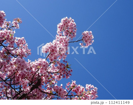 3月の花花 112411149