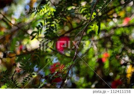 アカバナブラシマメ アカバナブラシマメ 112411158