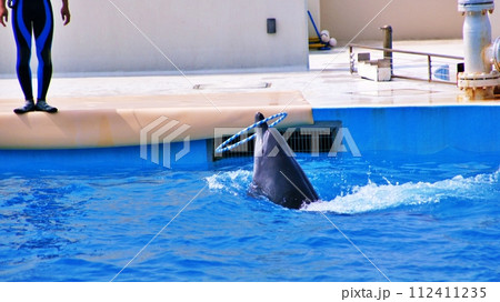 沖縄美ら海水族館イルカショー オキちゃん劇場 112411235