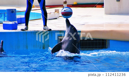 沖縄美ら海水族館イルカショー オキちゃん劇場 112411236